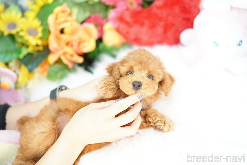 成約済の埼玉県のトイプードル-342439の3枚目