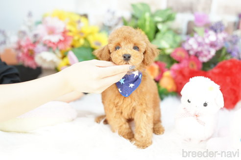 成約済の埼玉県のトイプードル-342439の2枚目