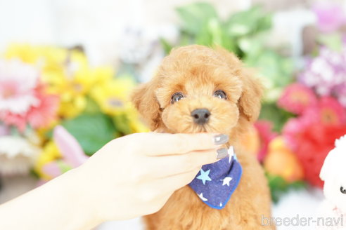 成約済の埼玉県のトイプードル-342439の1枚目