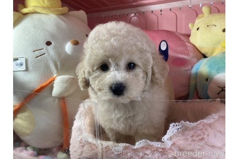 成約済の富山県のトイプードル-340885の5枚目
