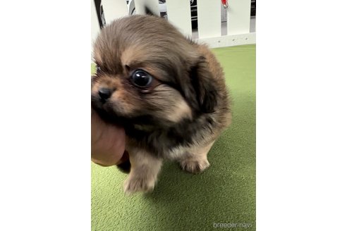 成約済の福岡県のミックス犬-337825の2枚目