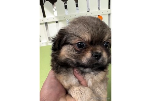 成約済の福岡県のミックス犬-337825の3枚目