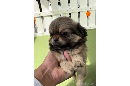 成約済の福岡県のミックス犬-337825の4枚目