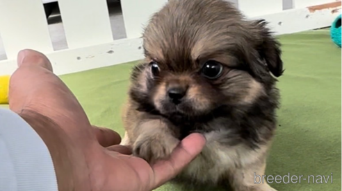 成約済の福岡県のミックス犬-337825の1枚目