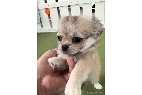 成約済の福岡県のミックス犬-337828の4枚目