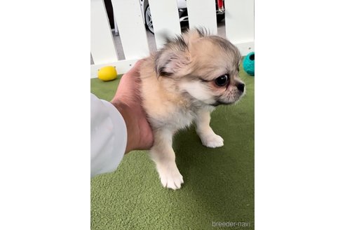 成約済の福岡県のミックス犬-337828の5枚目