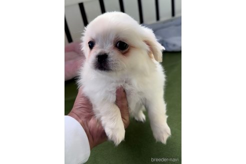 成約済の福岡県のミックス犬-337823の5枚目