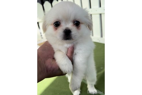 成約済の福岡県のミックス犬-337823の2枚目