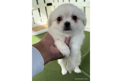 成約済の福岡県のミックス犬-337823の3枚目
