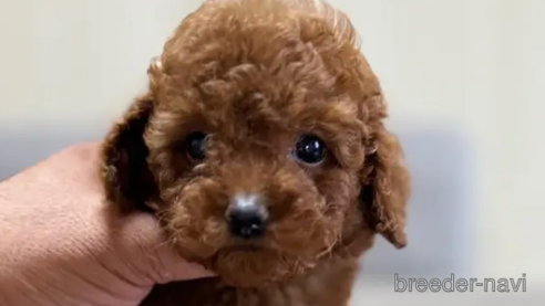 成約済の静岡県のトイプードル-342131の1枚目