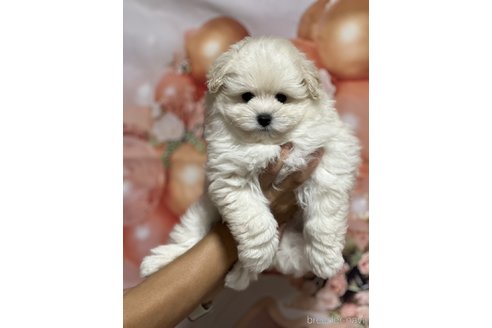 成約済の茨城県のポメプー:ポメラニアン×トイプードル-338719