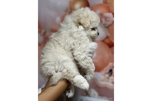 成約済の茨城県のポメプー:ポメラニアン×トイプードル-338719の3枚目