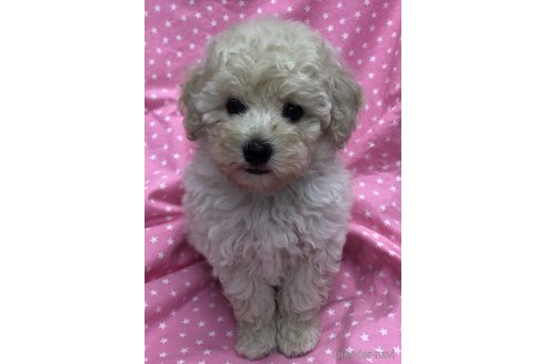 成約済の広島県のトイプードル-342516