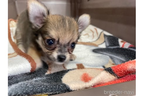 成約済の愛媛県のチワワ(ロングコート)-342525の5枚目