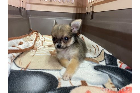 成約済の愛媛県のチワワ(ロングコート)-342525の2枚目