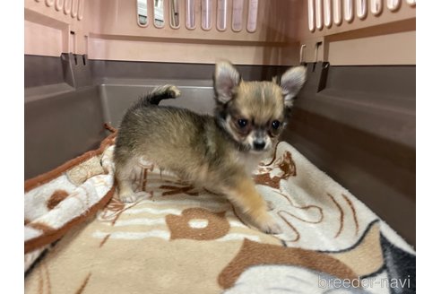 成約済の愛媛県のチワワ(ロングコート)-342525の3枚目