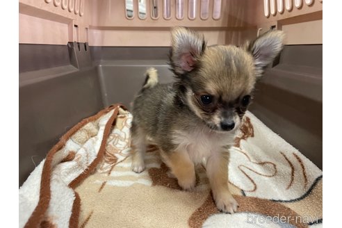 成約済の愛媛県のチワワ(ロングコート)-342525の4枚目