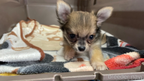 成約済の愛媛県のチワワ(ロングコート)-342525