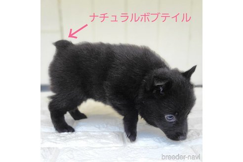 成約済の茨城県のスキッパーキ-337934の5枚目