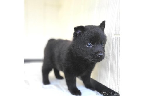 成約済の茨城県のスキッパーキ-337934の2枚目