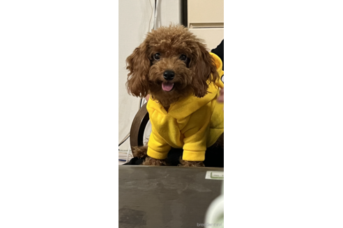 ランちゃん1枚目