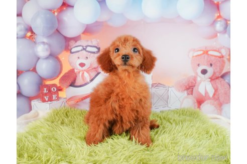 成約済の静岡県のトイプードル-322357の13枚目