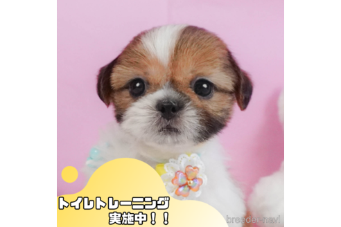 成約済の静岡県のシーズー-340037の1枚目