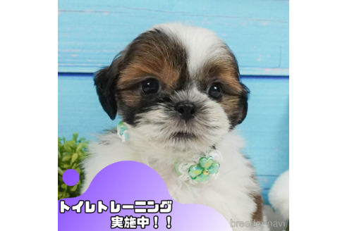 成約済の静岡県のシーズー-340039の1枚目