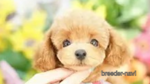 成約済の埼玉県のトイプードル-342573の3枚目