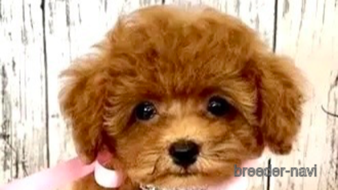 リタちゃん1枚目