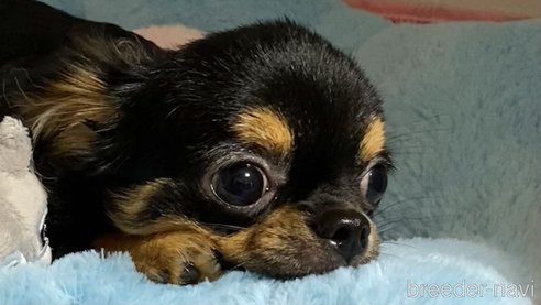成約済の東京都のチワワ(ロングコート)-308423の3枚目