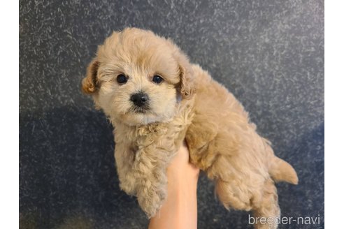 成約済の東京都のミックス犬-342588の4枚目