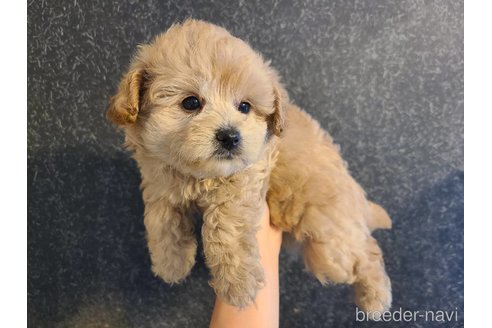 成約済の東京都のミックス犬-342588の2枚目