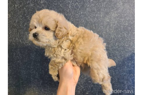 成約済の東京都のミックス犬-342588の3枚目