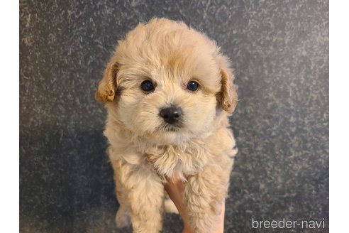 成約済の東京都のミックス犬-342588の5枚目