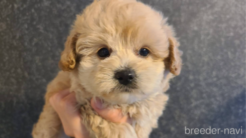 成約済の東京都のミックス犬-342588の1枚目