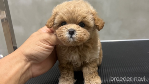 成約済の沖縄県のミックス犬-342587の1枚目