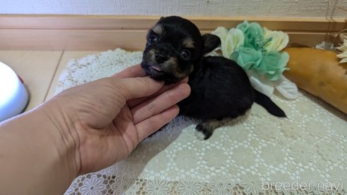 成約済の広島県のチワプー:チワワ×トイプードル-341216の64枚目
