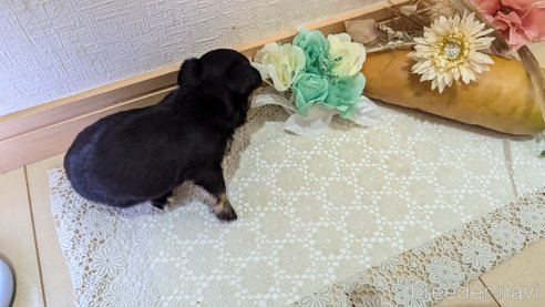 成約済の広島県のチワプー:チワワ×トイプードル-341216の62枚目