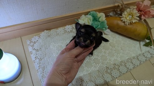 成約済の広島県のチワプー:チワワ×トイプードル-341216の61枚目