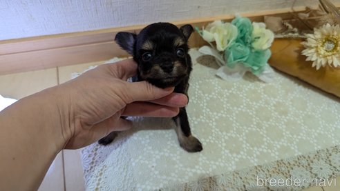 成約済の広島県のチワプー:チワワ×トイプードル-341216の59枚目