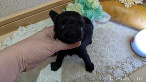 成約済の広島県のチワプー:チワワ×トイプードル-341212の106枚目