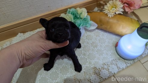 成約済の広島県のチワプー:チワワ×トイプードル-341212の107枚目
