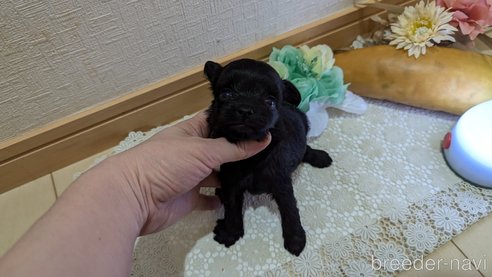 成約済の広島県のチワプー:チワワ×トイプードル-341212の108枚目