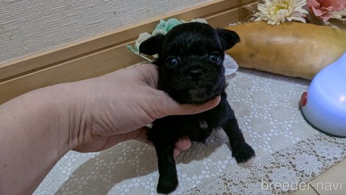 成約済の広島県のチワプー:チワワ×トイプードル-341209の91枚目