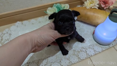 成約済の広島県のチワプー:チワワ×トイプードル-341209の89枚目