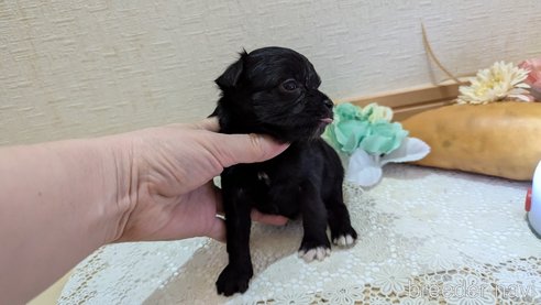 成約済の広島県のチワプー:チワワ×トイプードル-341209の87枚目