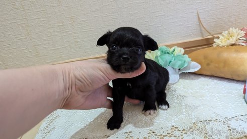 成約済の広島県のチワプー:チワワ×トイプードル-341209の86枚目