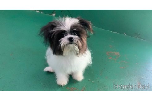 成約済の東京都のミックス犬-301757の2枚目