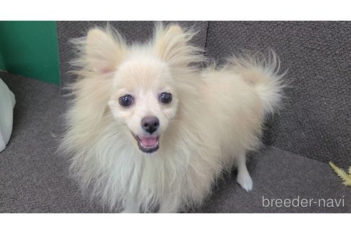 成約済の東京都のミックス犬-312790の7枚目
